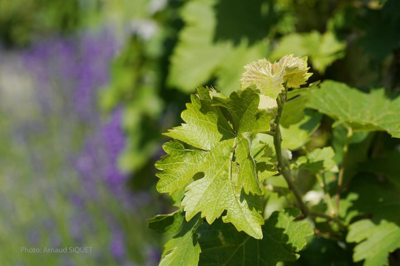 Bed and Breakfast Le Jardin Des Biches Сом-Лёз Экстерьер фото
